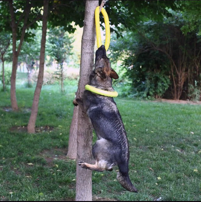 Disque Volant pour chien