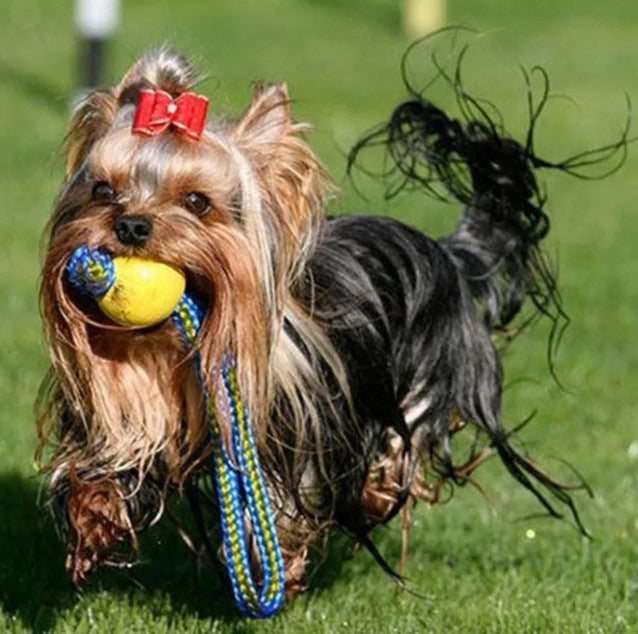 Jouet pour chien durable avec corde en nylon - flottant et interactif